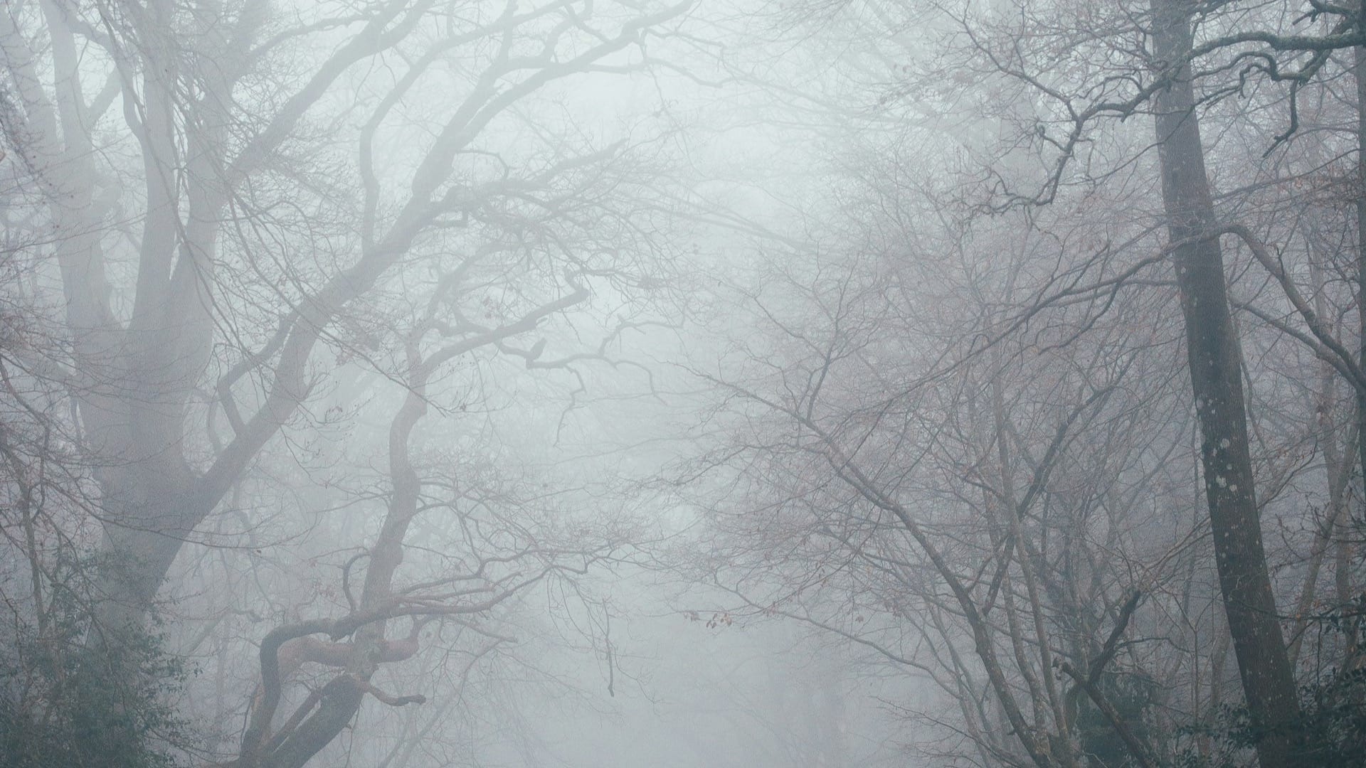 Bare trees fading into thick fog
