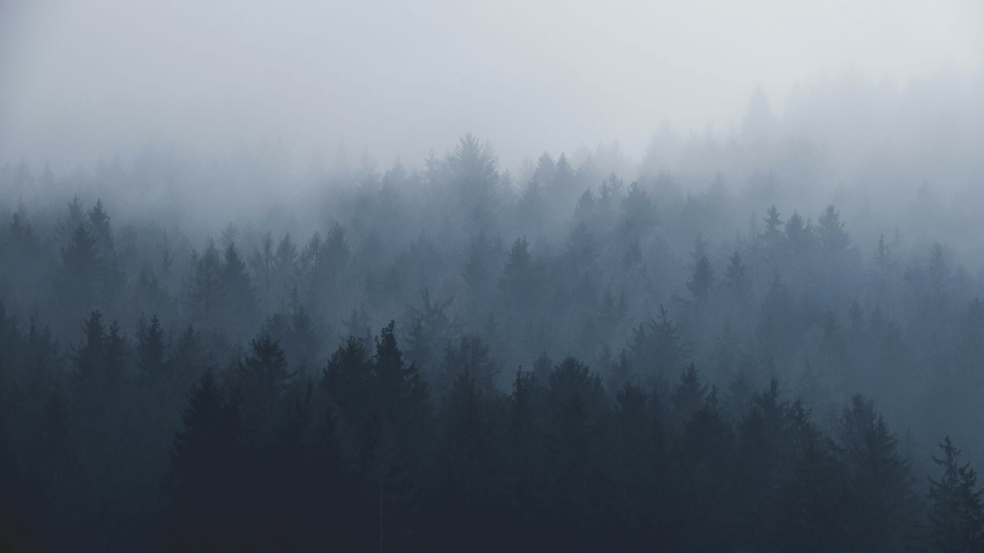 Forest of trees fading into thick fog, detail lost in the haze