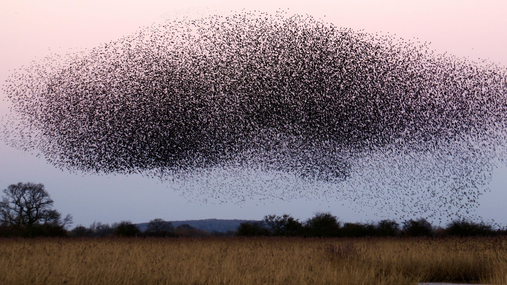 A large flock of birds flying together in coordinated formation