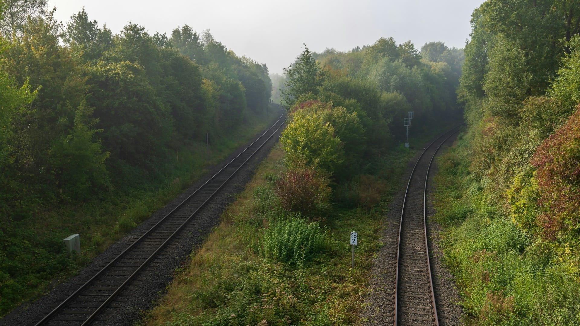 Two parallel railway tracks running side by side through a green forest