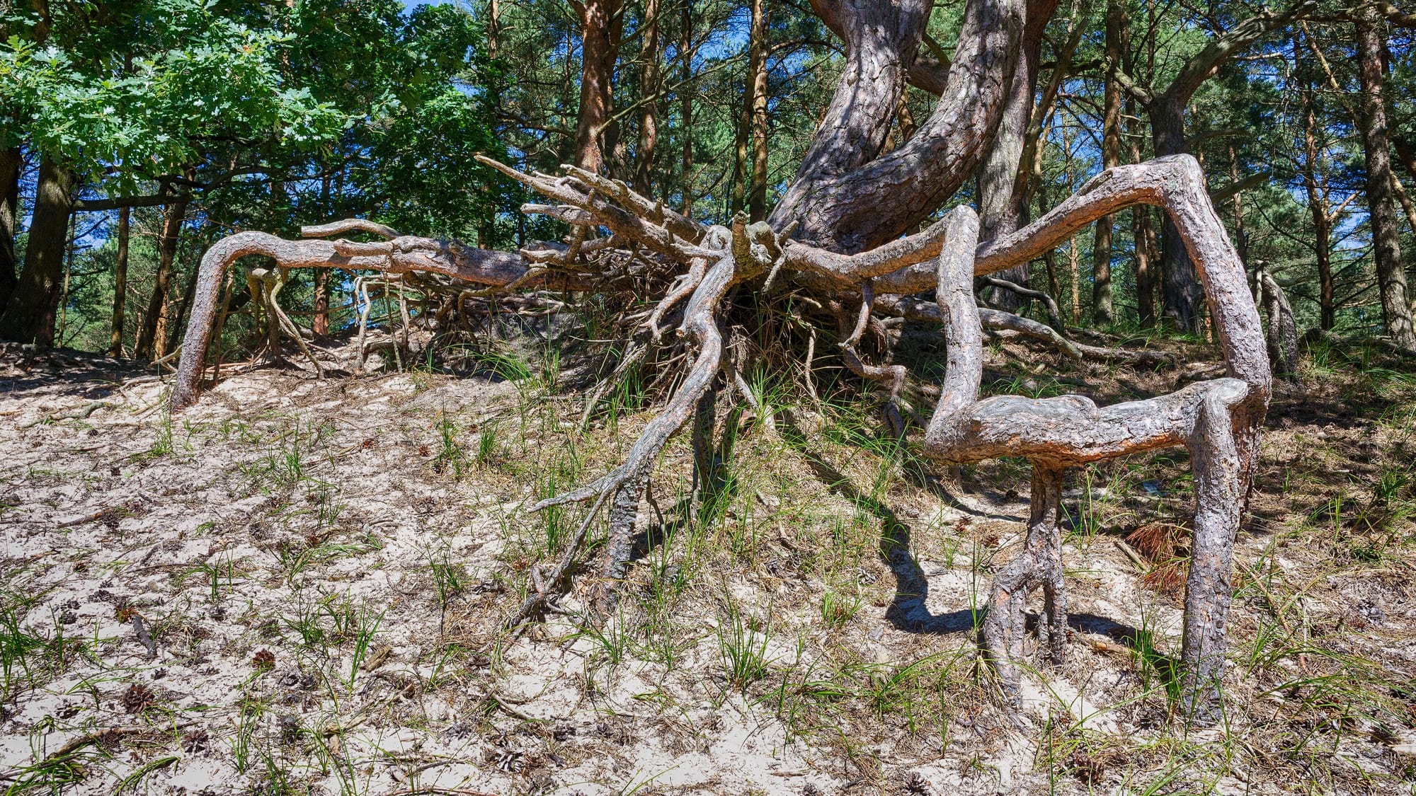 The exposed roots of a large tree spreading across the ground at the base of its trunk.